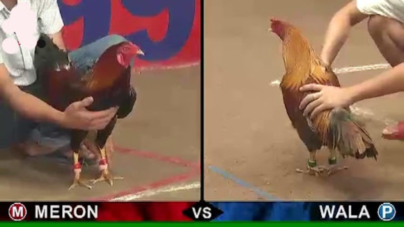 Đá Gà 3 Đá gà V9Bet